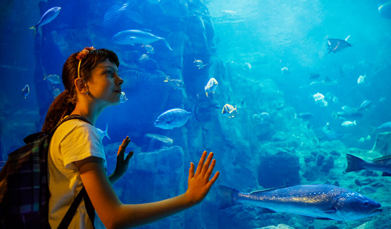 Monterey Bay Aquarium Exhibits Marine Life Shows And Tours